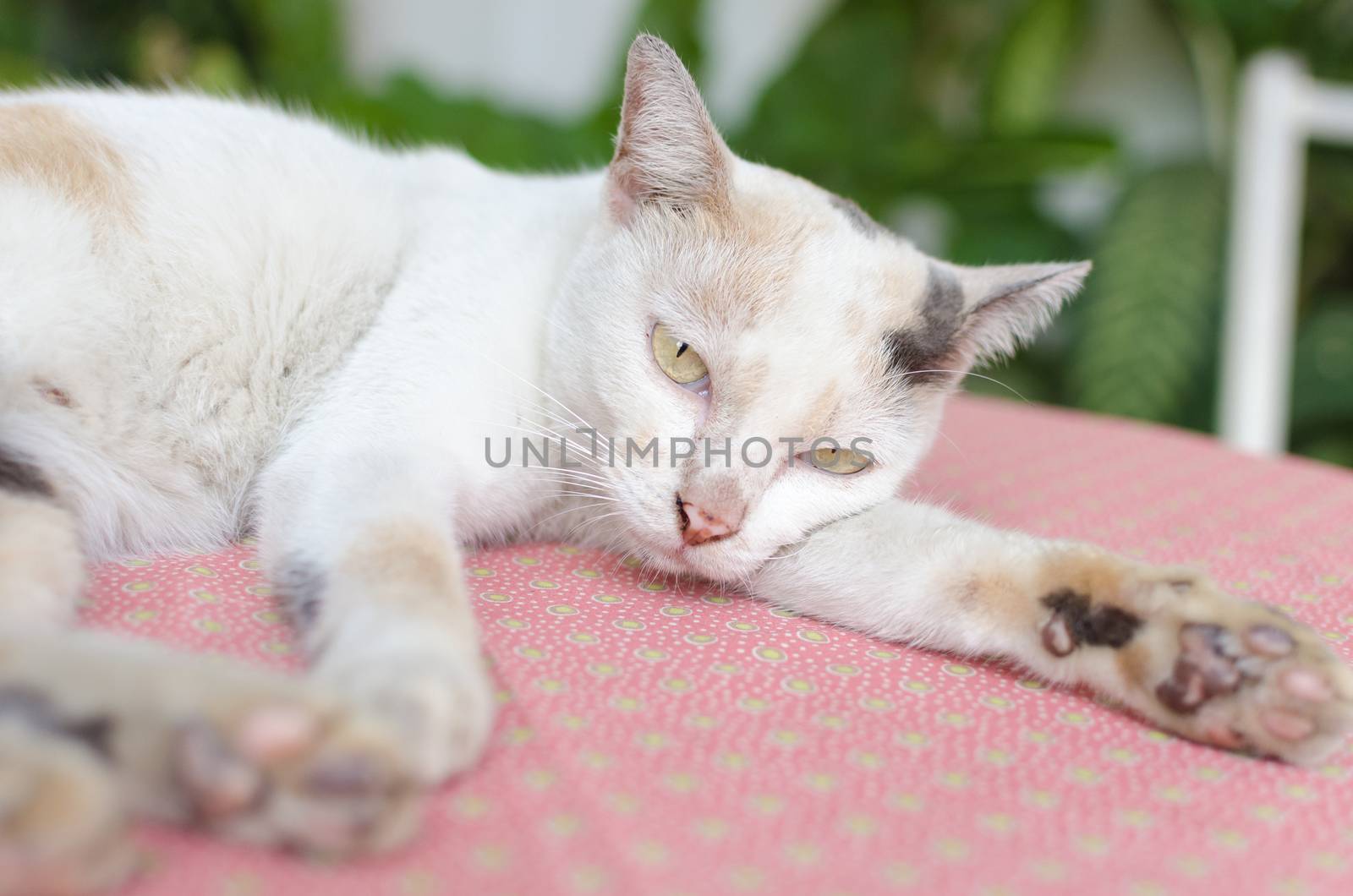 Little white kitten portrait up on pink table and green nature b by nopparats