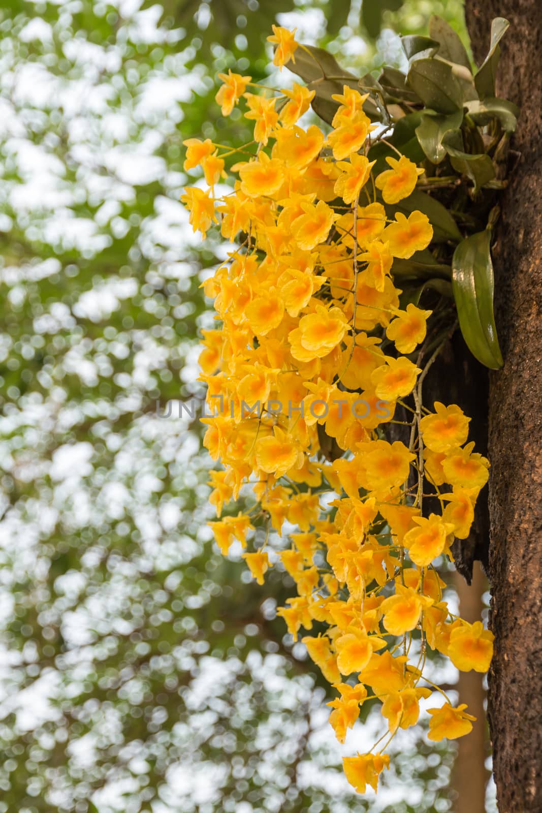 bunch of flowers beautiful yellow orchid on tree