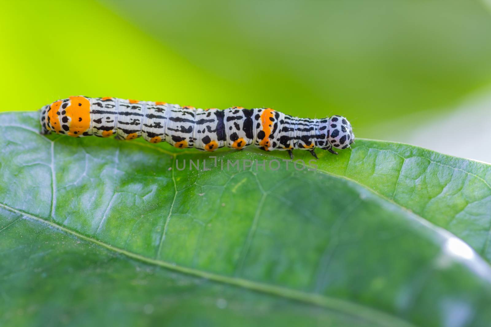 worm and green leaf in the nature or in the garden