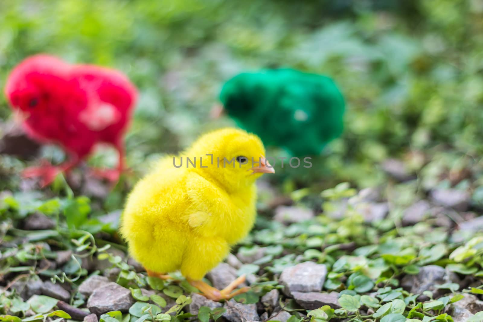 cute baby chick chicken on  nature background
