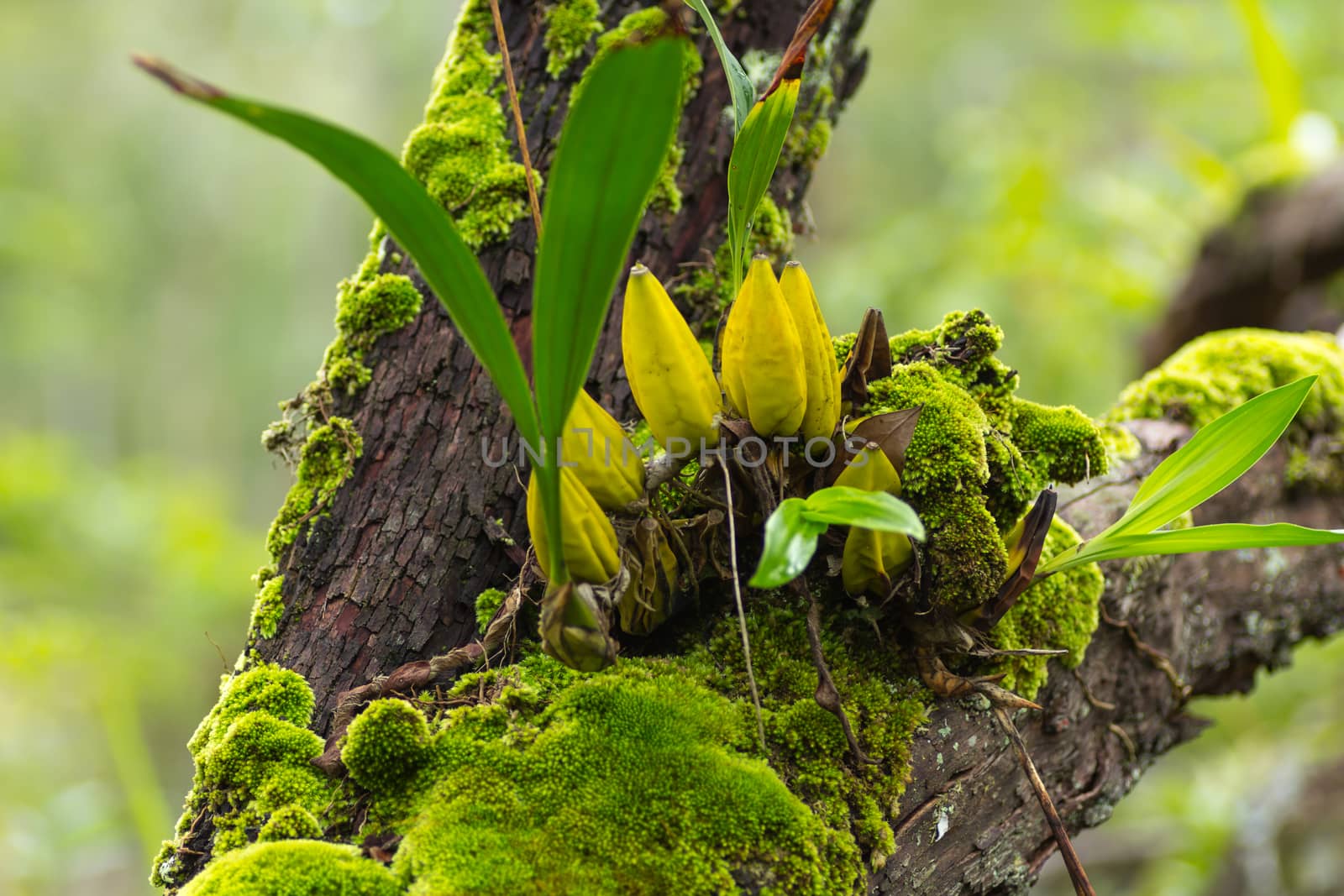 green moss on tree in Loei province,Thailand