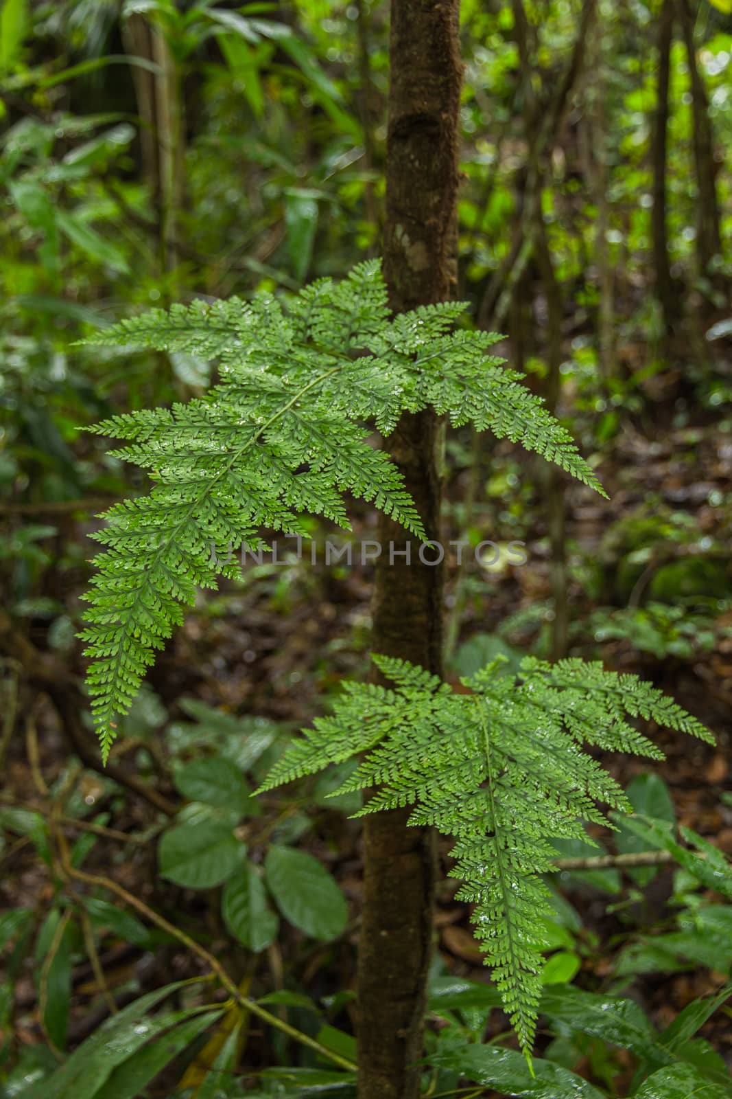 Fresh green fern leaves  by prajit48