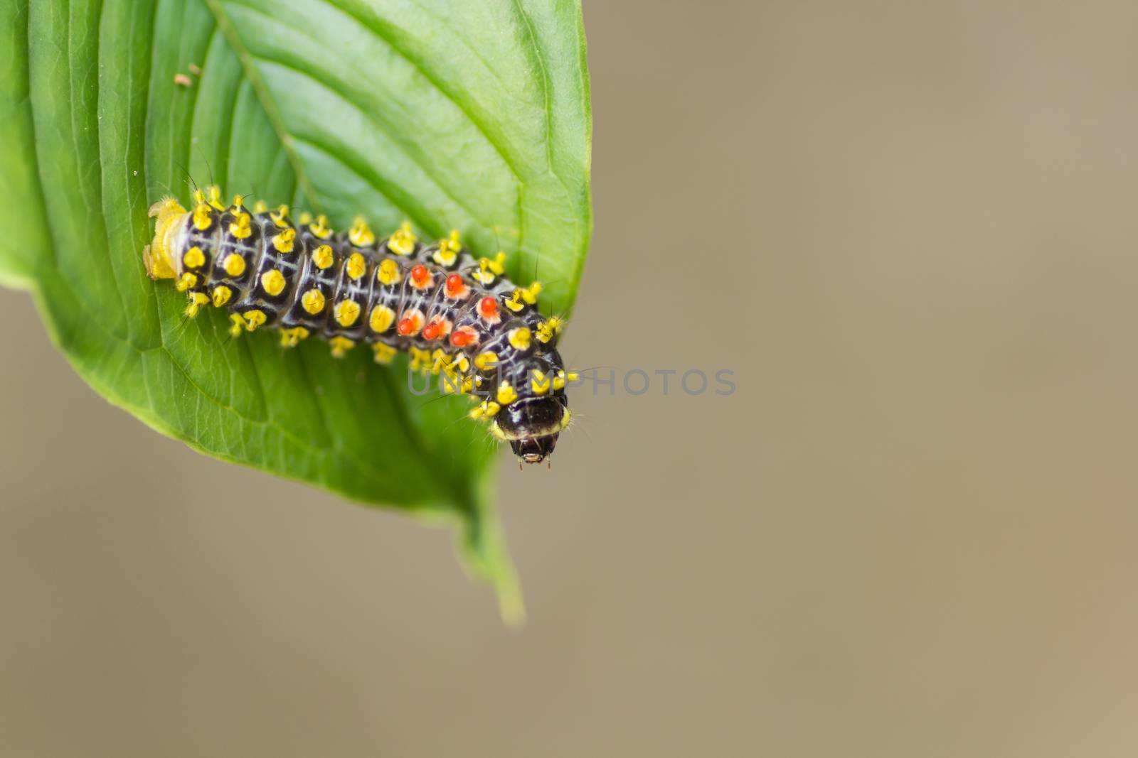 worm and green leaf in the nature or in the garden