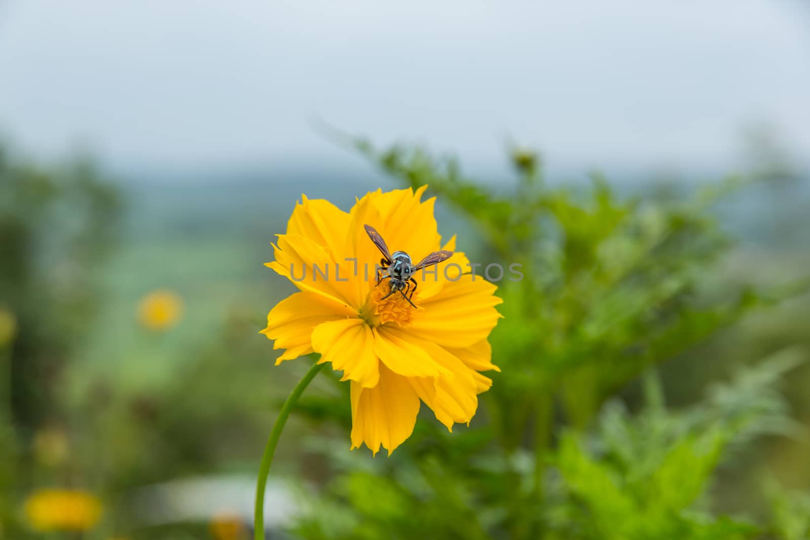 bee on daisy flower by prajit48