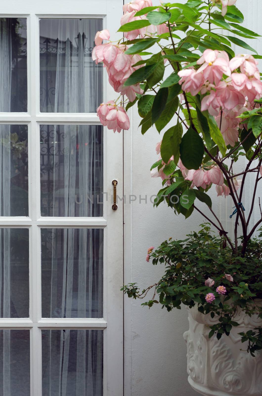 Wooden white door with Beautiful pink flower