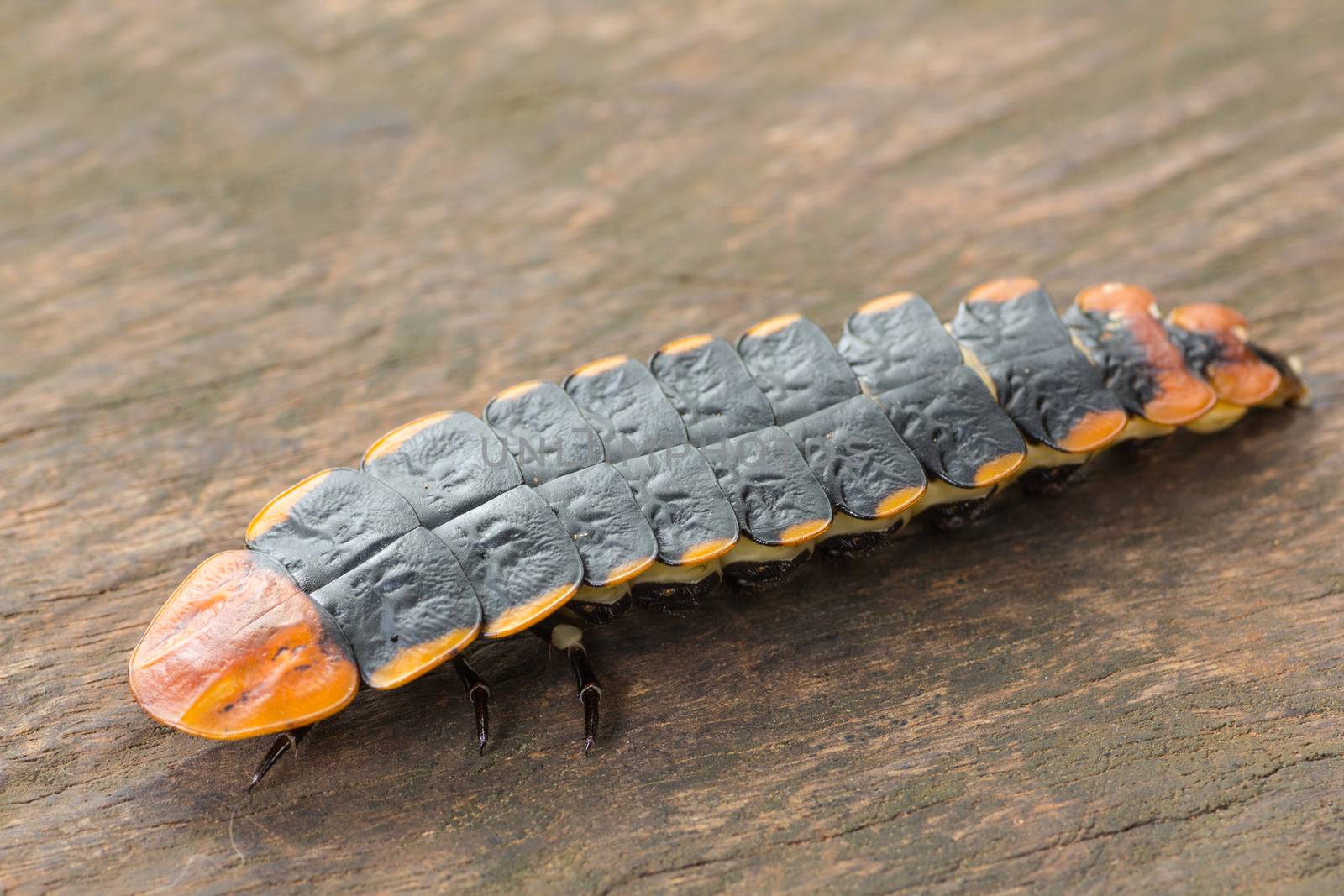 Firefly or Lighting bug in garden on wood