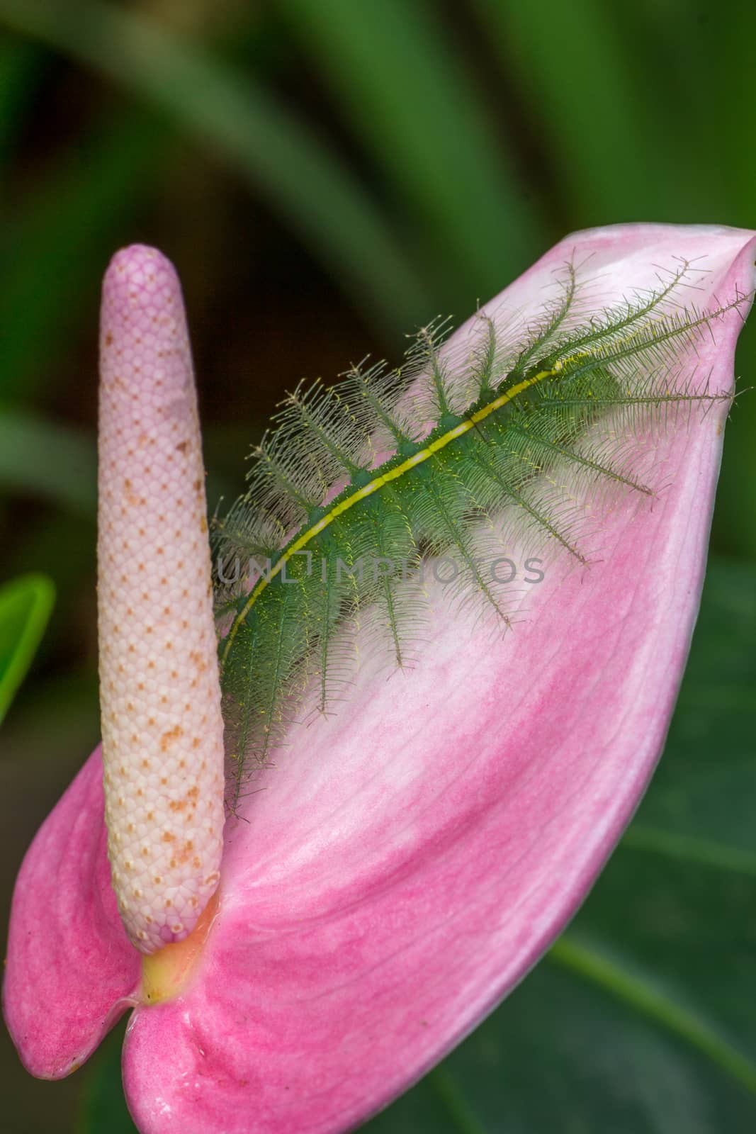 green worm on pink flower by prajit48