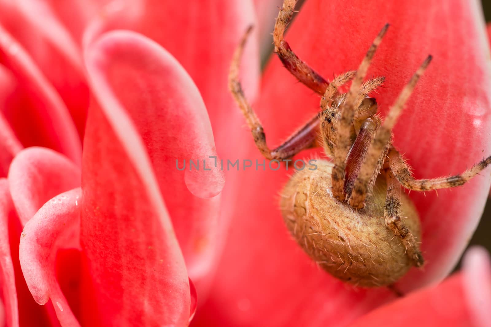 Brown spider in pink background  by prajit48
