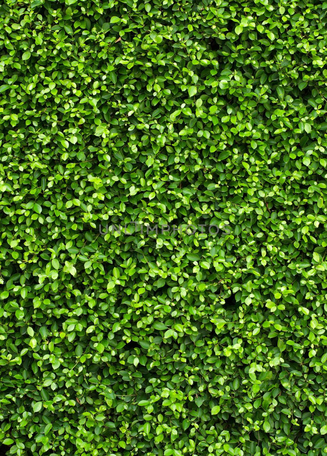 Green plant on the wall background