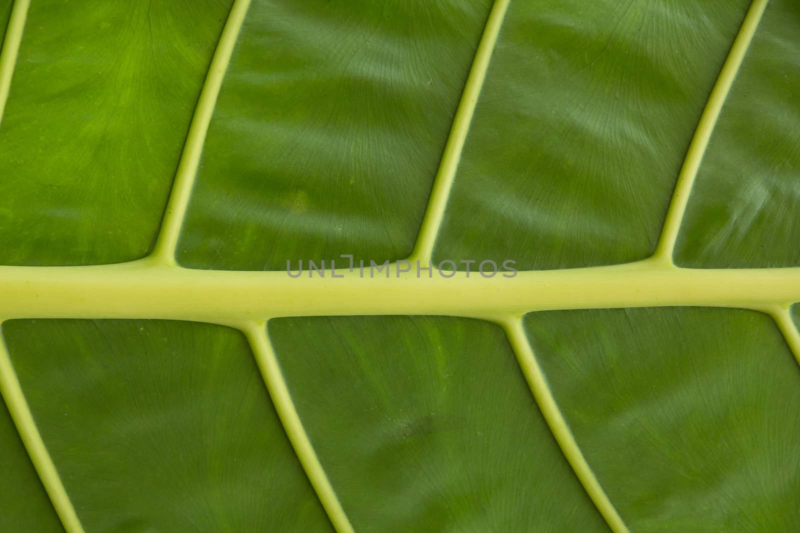 Green leaf texture with for background  with lines