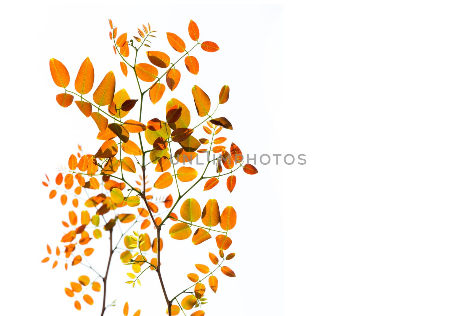 Branch with spring leaves on a white background