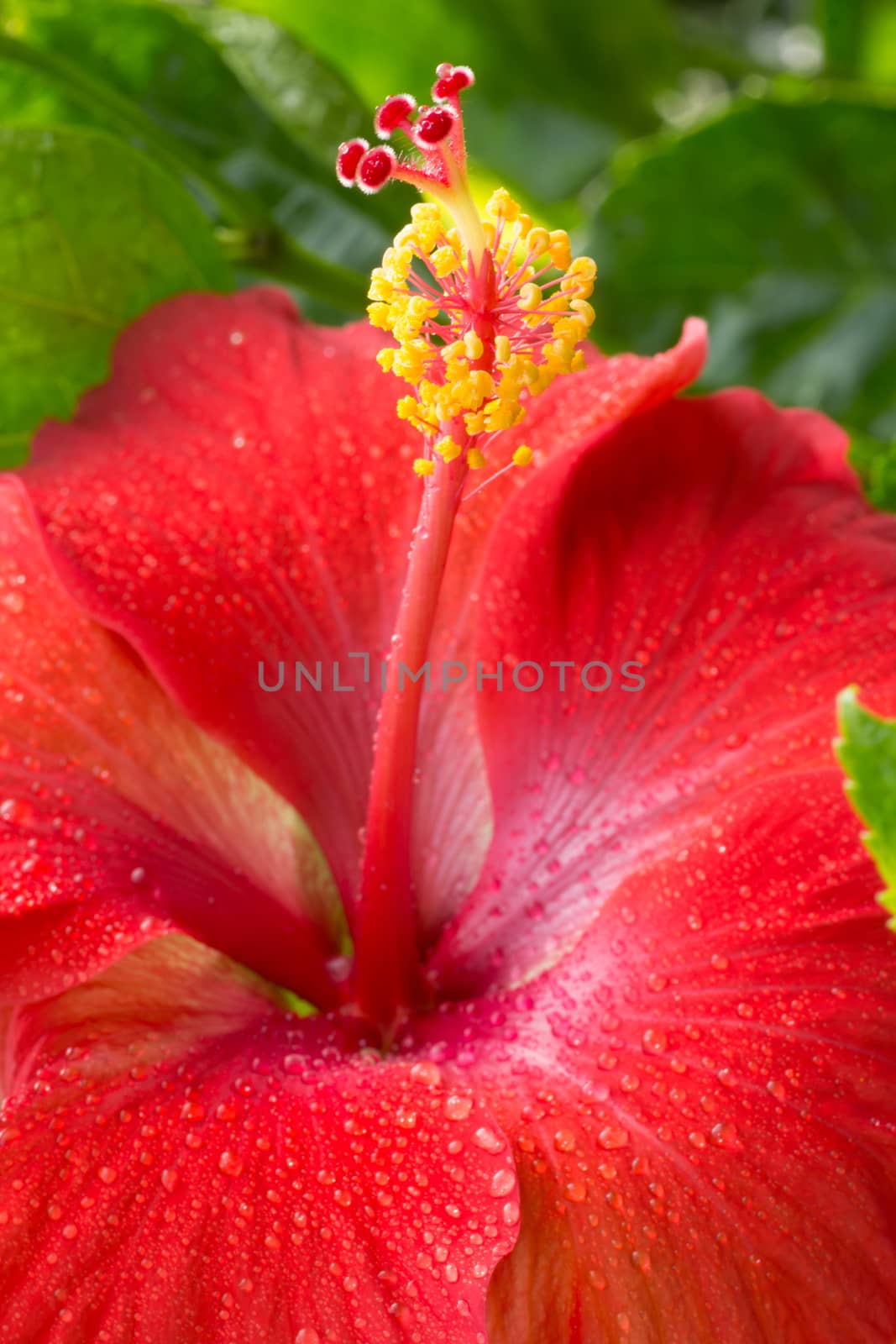 pistil and stamen of hibiscus close-up with a large depth of field