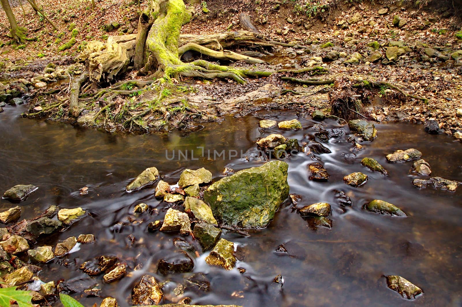 Stream flowing in the forest
