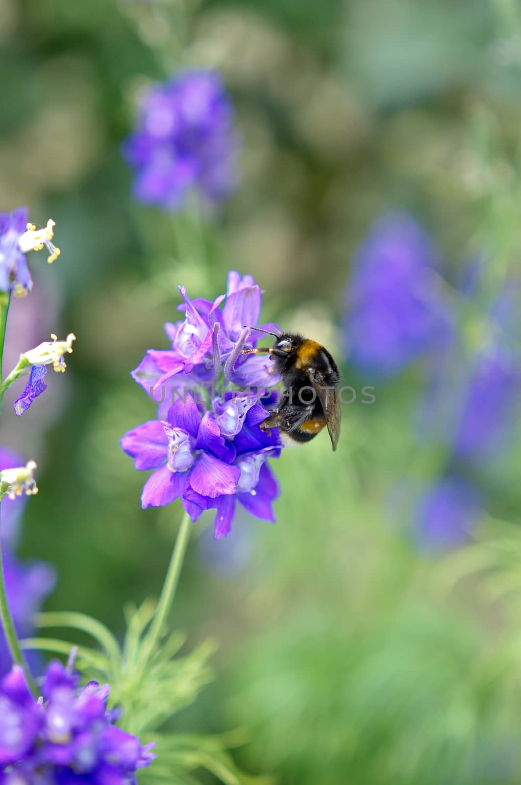 Bee on a levander flower