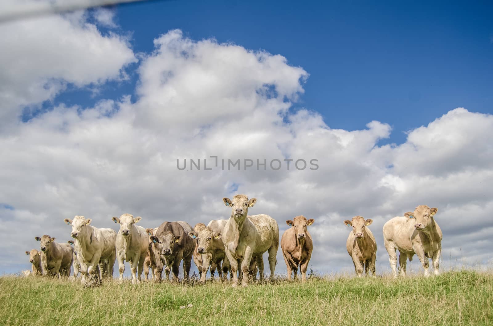 Herd Of Rural Cows by mrdoomits