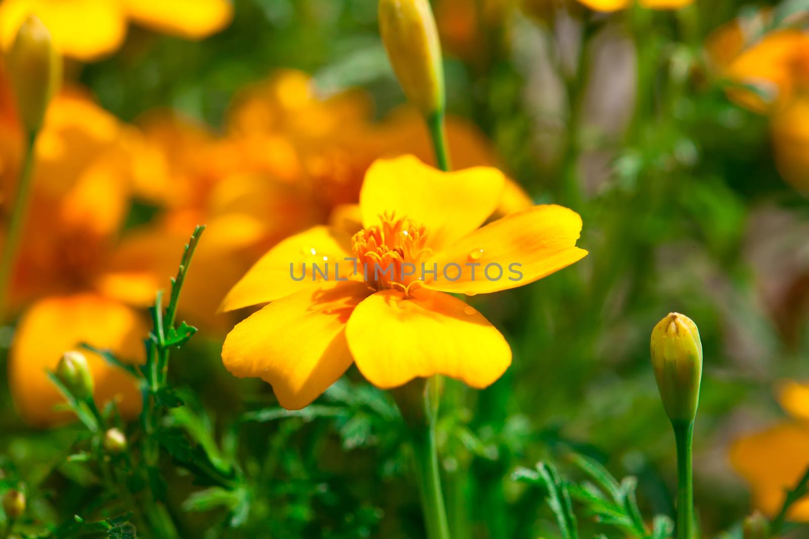 Tagetes is perennial, mostly herbaceous plants in the sunflower family (Asteraceae or Compositae).