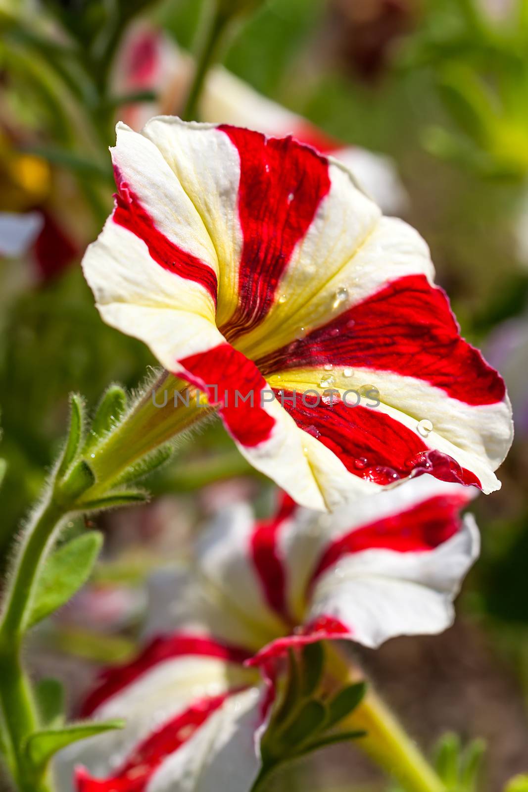 Beautiful red and white striped petunia flowers in garden by motorolka