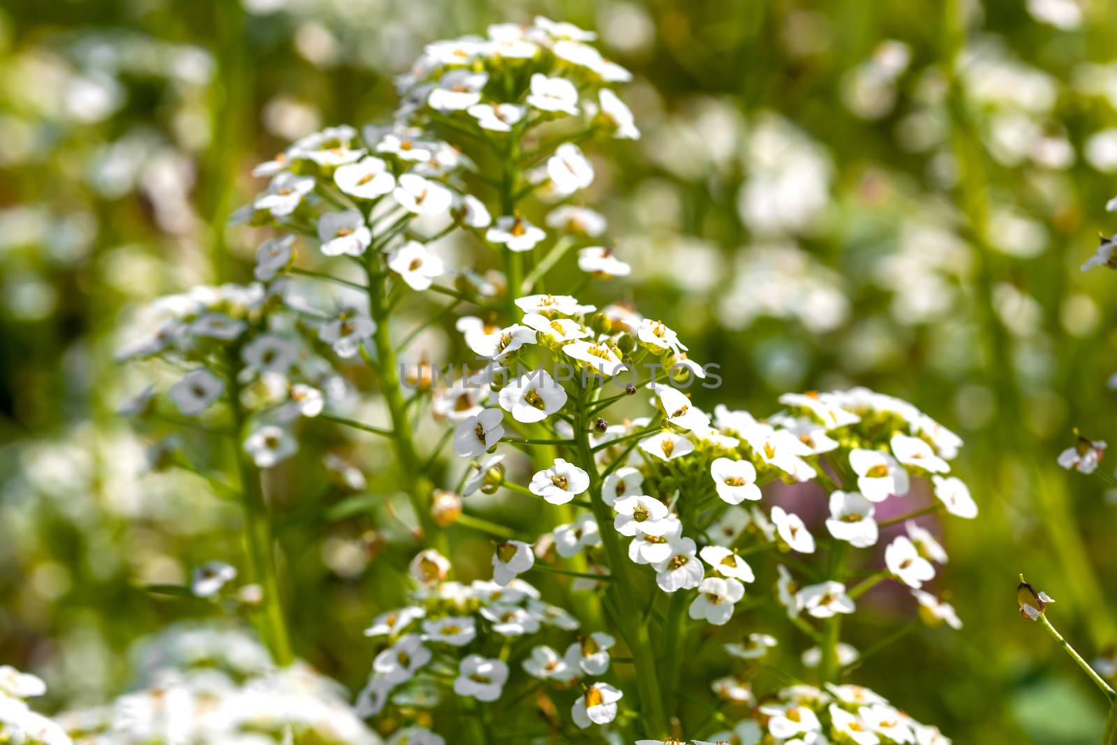 white flowers Sweet Alyssum (Lobularia maritima) in garden