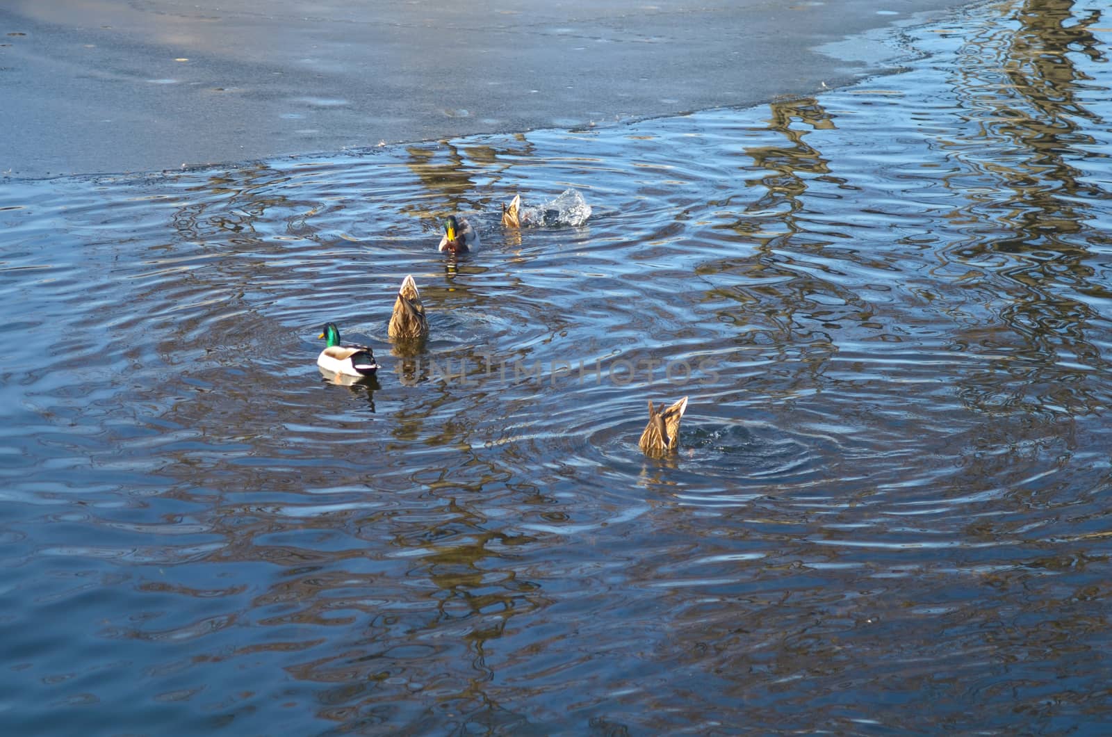 Ducks in the lake. Yanukovych Mezhigorie. Ukraine