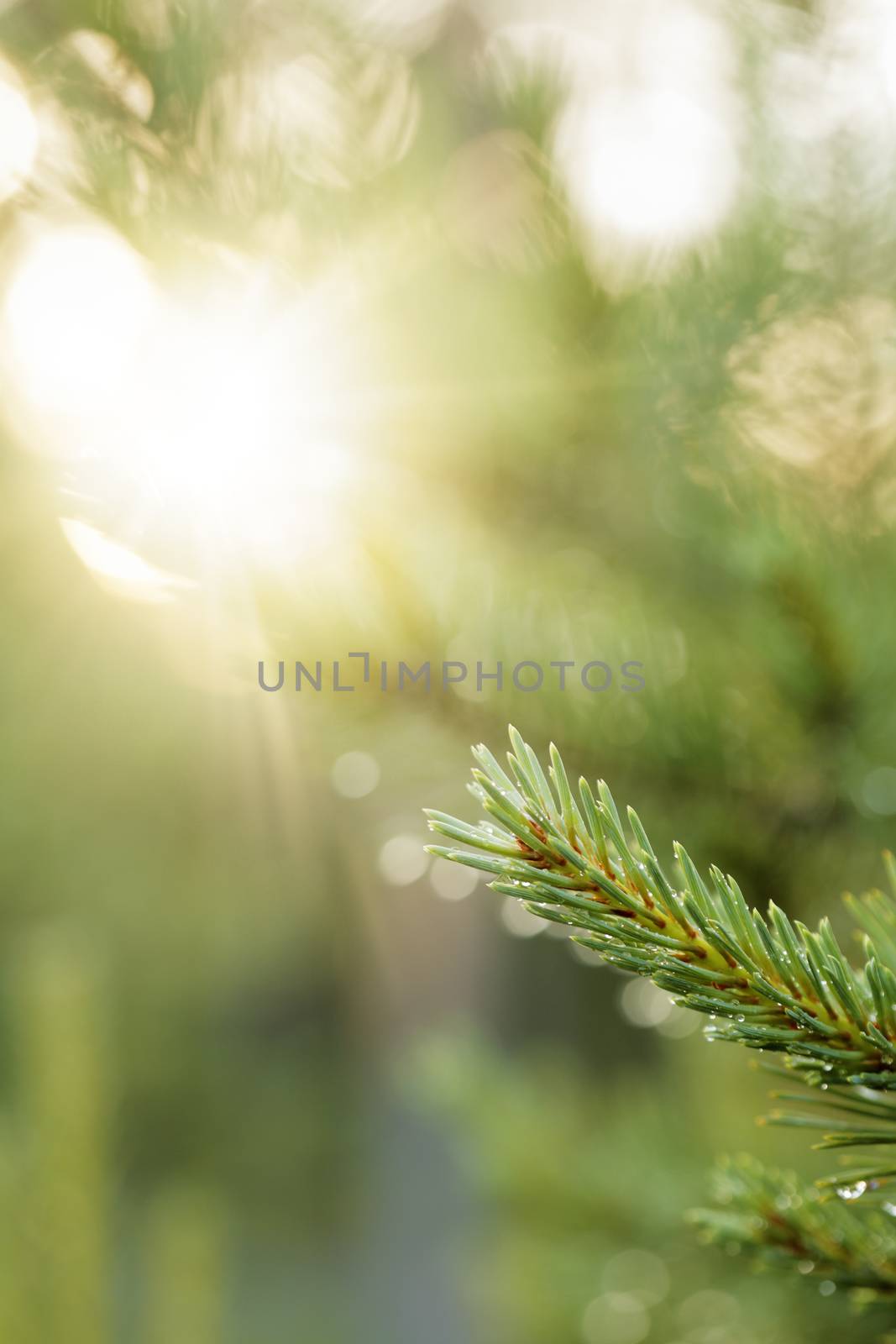 Branch of a European spruce tree after rain.