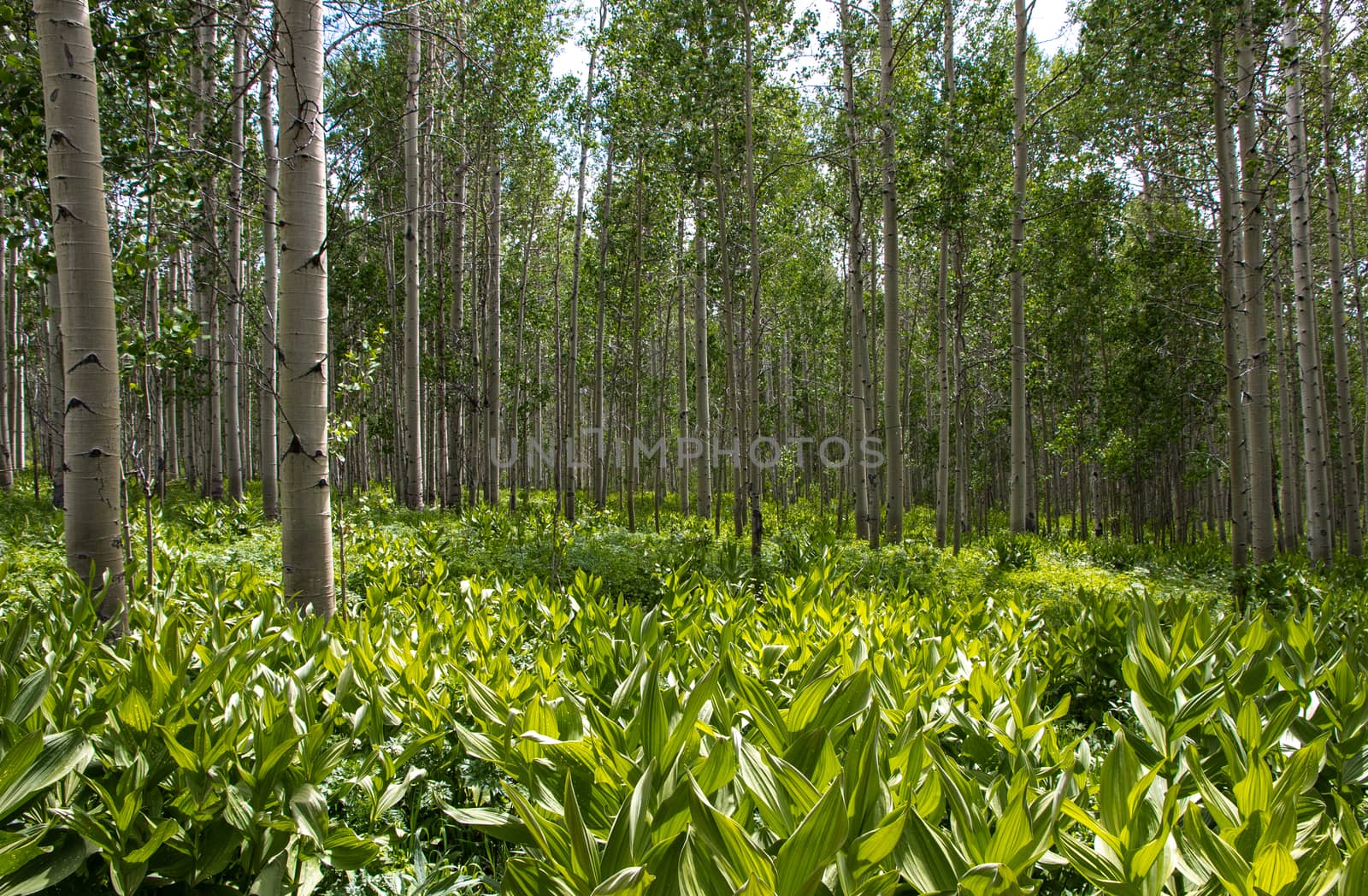 Sometimes getting lost in the forest is the best way to find yourself. 

There are days wandering through the mountains here in Colorado where I am completely taken aback by the beauty of a simple scene. This was one of those times when I realized that I was standing in a magical place of absolutely beauty.