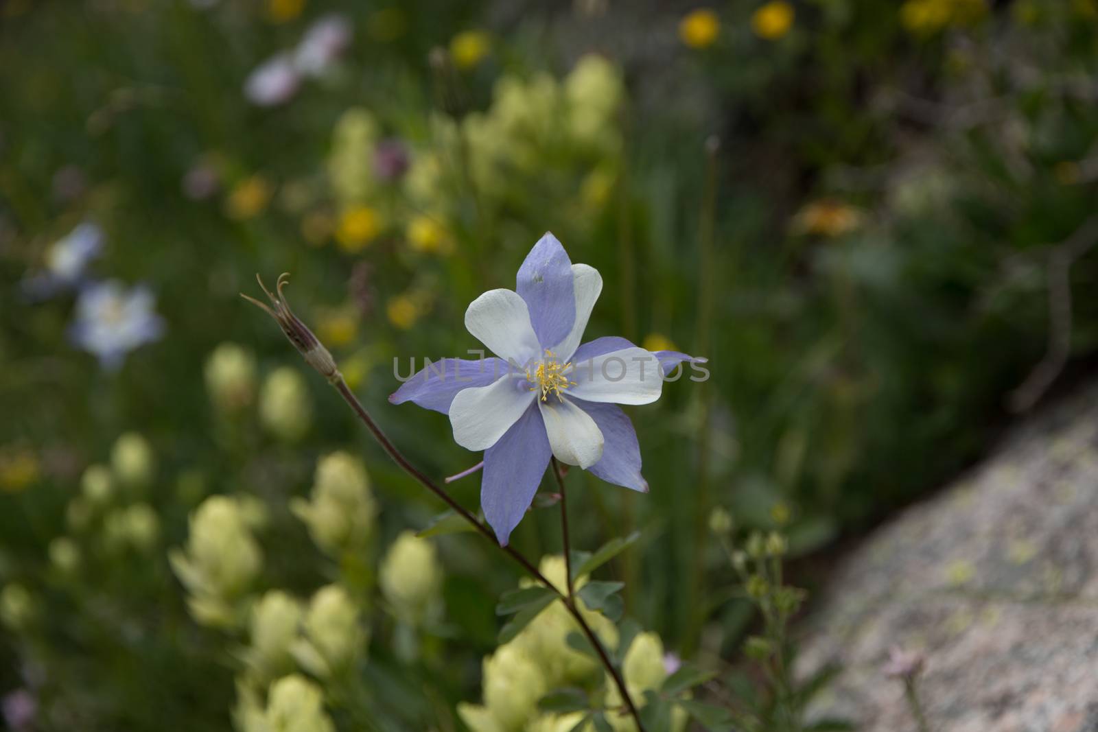 In a year with overwhelming numbers of wildflowers in the Colorado Rocky Mountains, this columbine grew, surrounded by other yellow wildflowers.