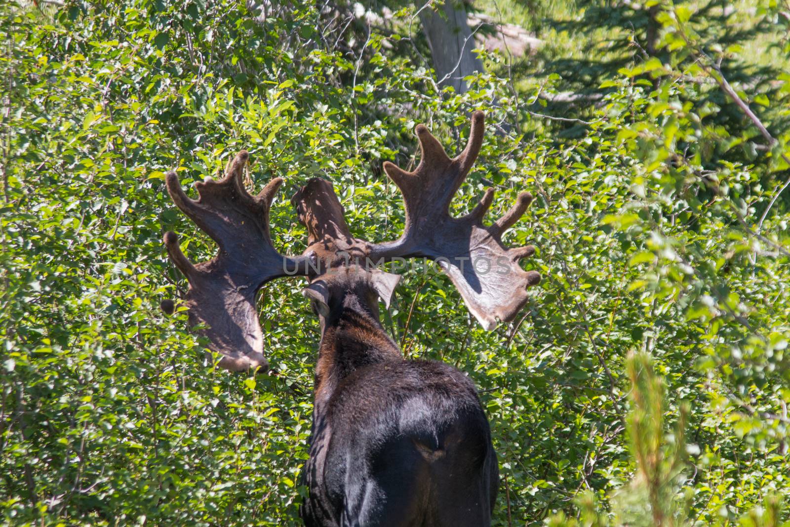This Bull Moose in Rocky Mountain National Park has a seriously big rack.  Female moose partially choose their mates based on the size of his antlers. The males also use their antlers to fight rivals, although they will often display their rack to try to discourage competition.   
I came across this moose while hiking through the Wild Basin Area.  I was able to spend about an hour and a half with him, taking photographs and watching him eat. More pictures and the story of my encounter with him are available at SheaOliver.com.