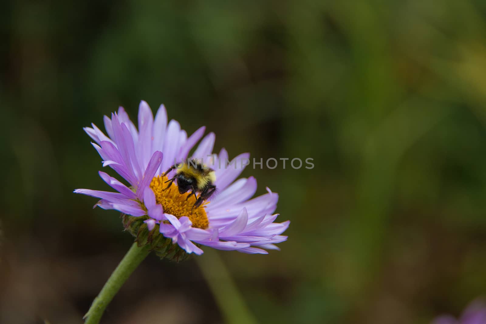 Colorado Tansy Aster Flower with a Bee by sheaoliver