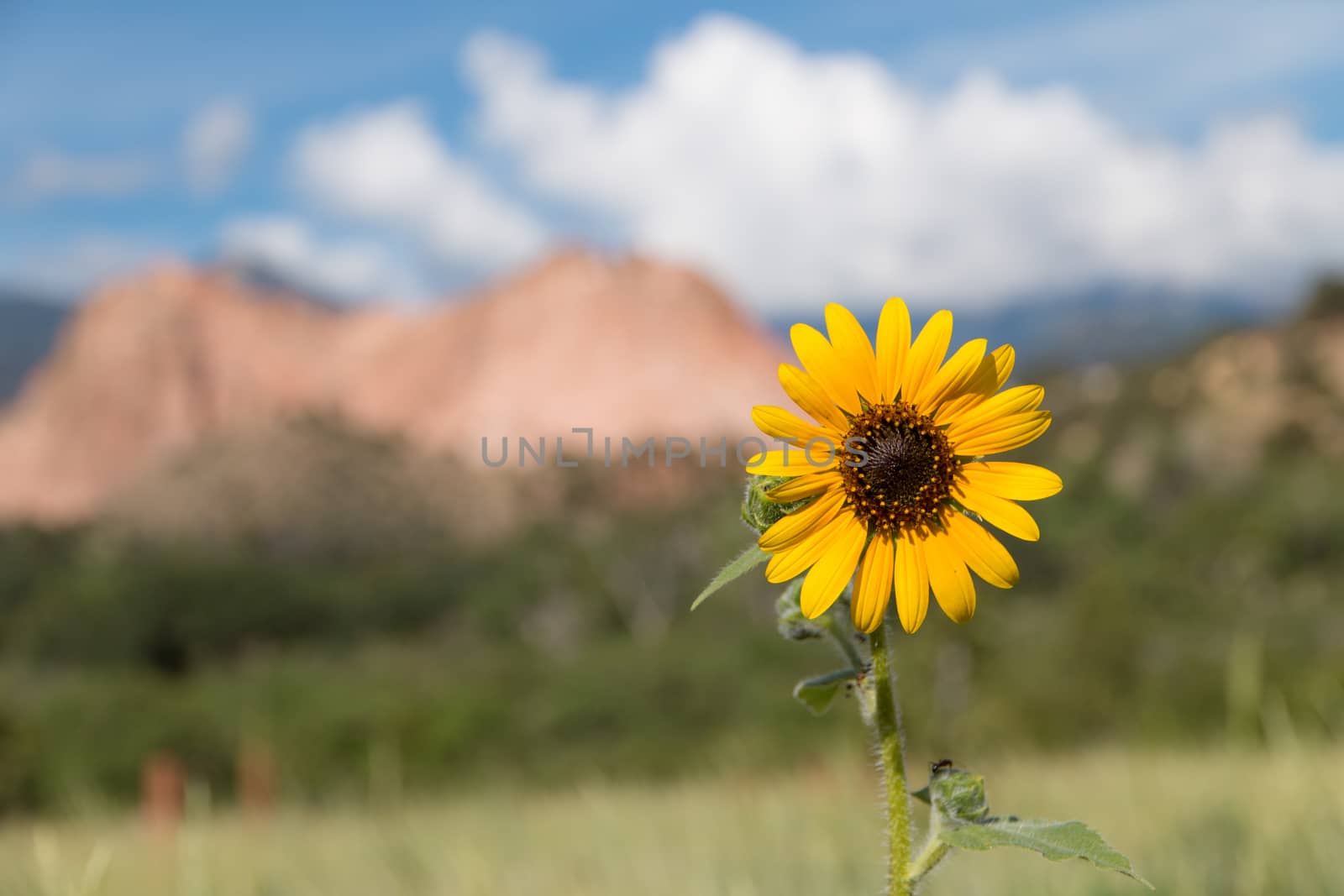 A beautiful sunflower growing in the Garden of the Gods, with Cathedral Rock in the background.
