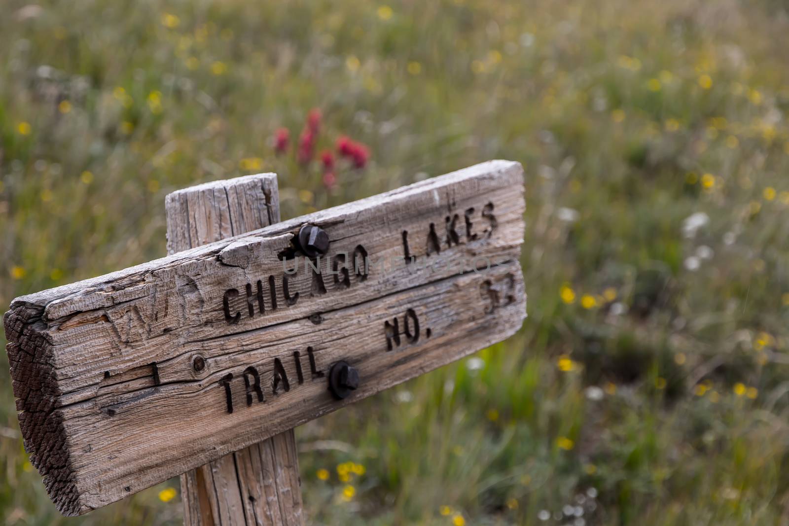 One of the old signs for the trail that leads to Chicago Lakes in the Mount Evans Wilderness, surrounded by wildflowers.