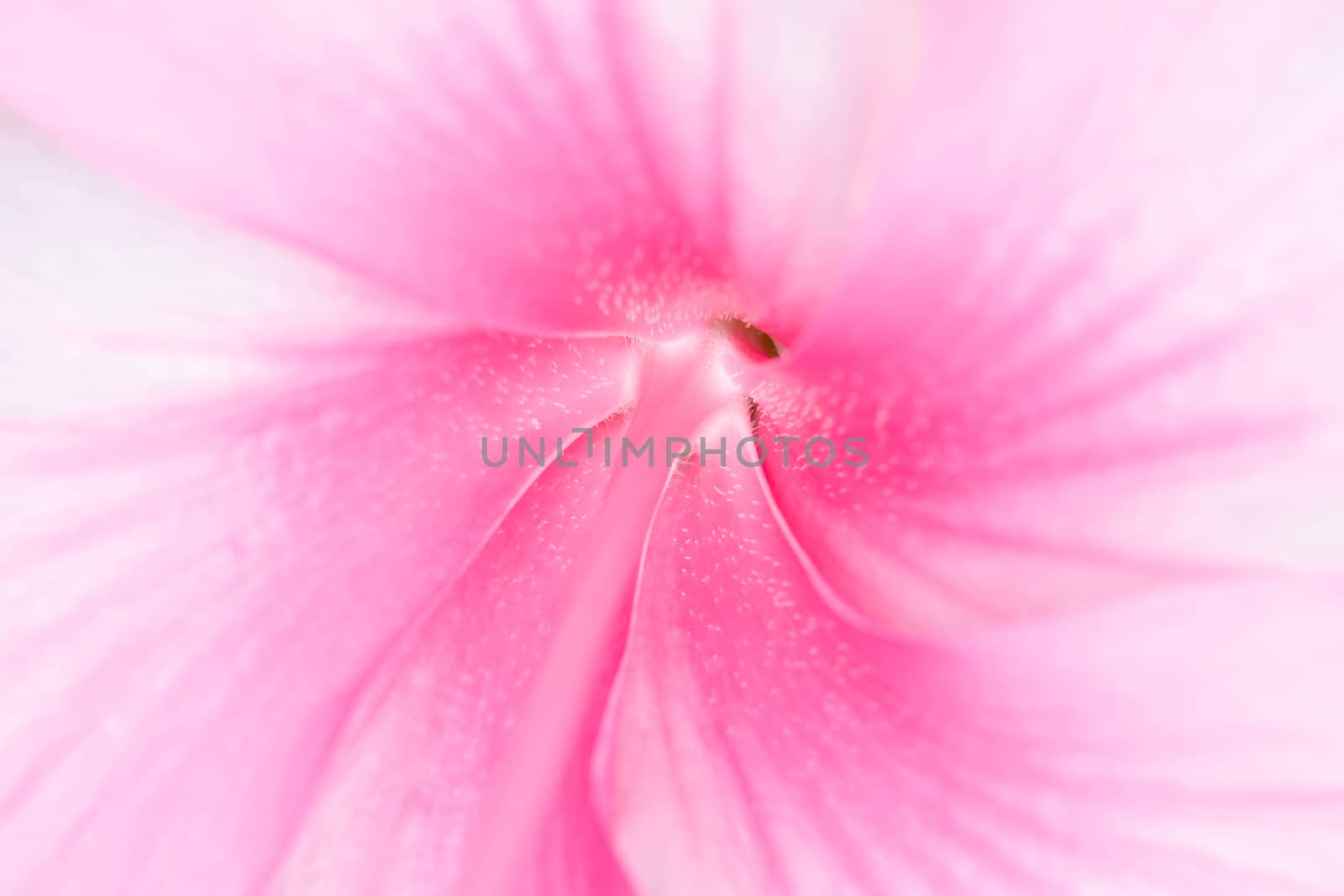 abstract pink flower in soft style for background