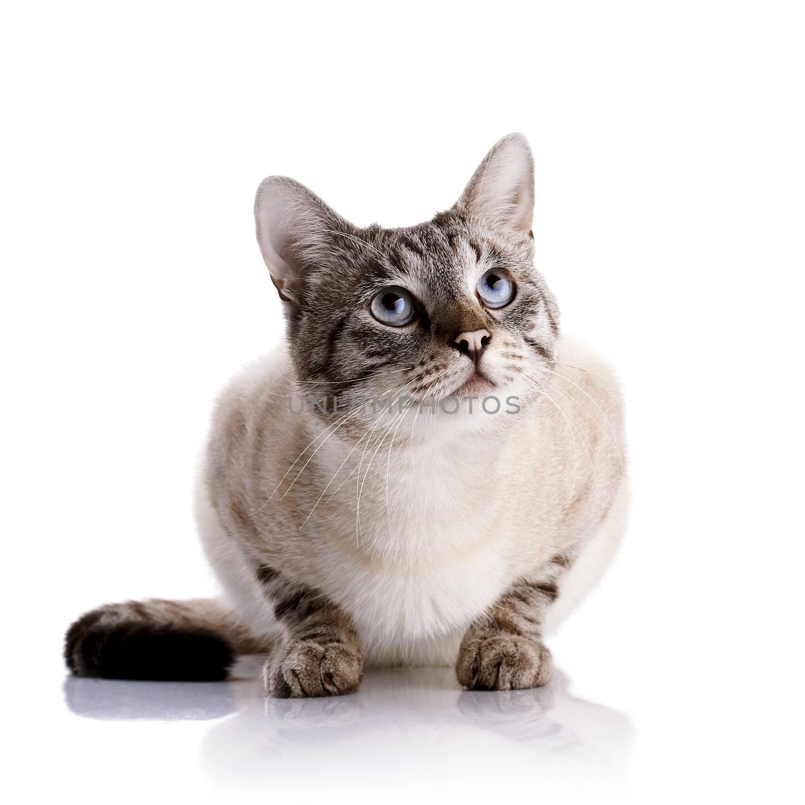 Striped blue-eyed cat by Azaliya