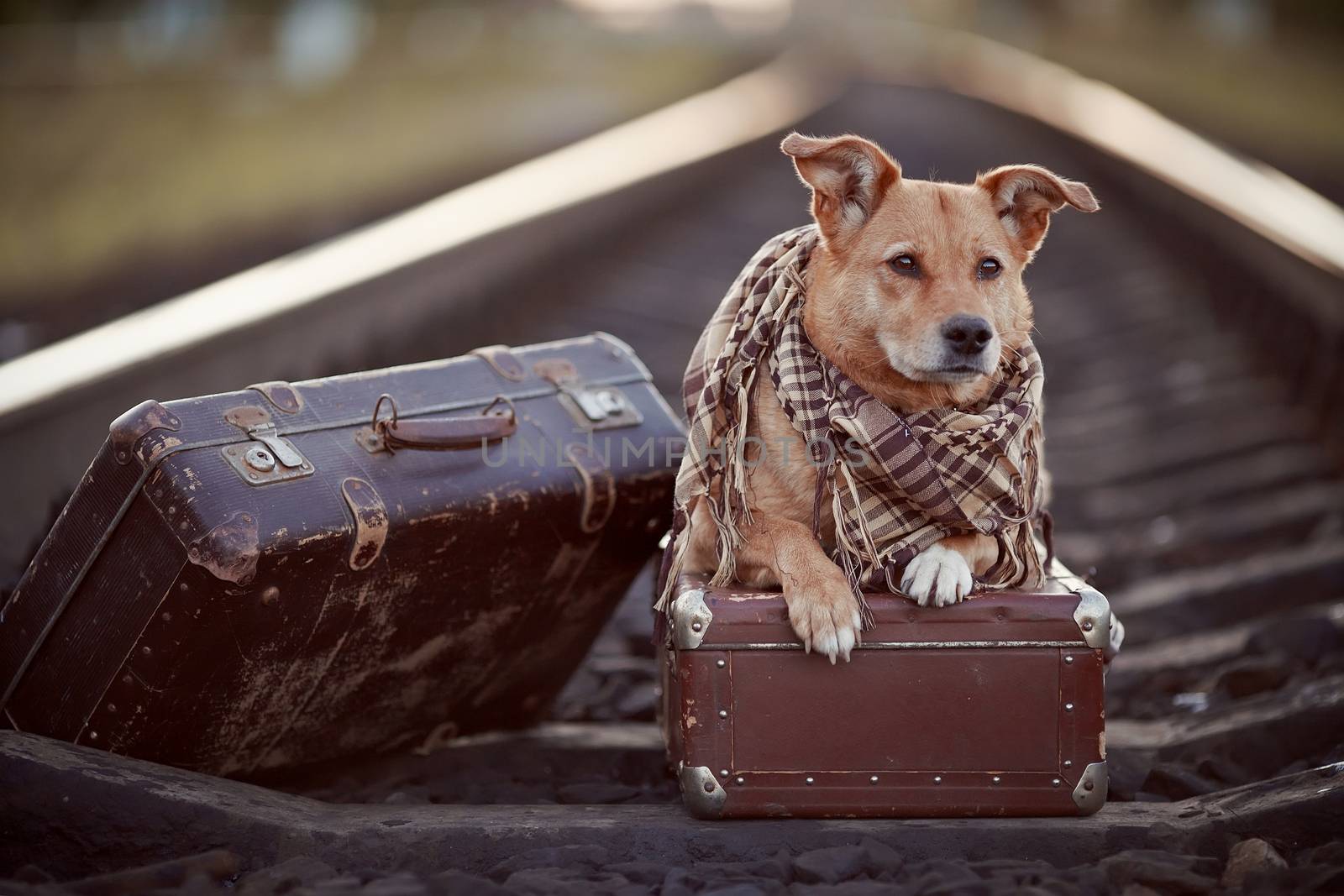 Dog on rails with suitcases. by Azaliya
