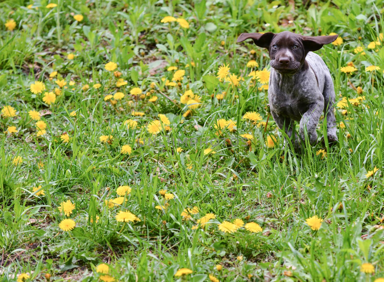 german shorthaired pointer running in the grass - 8 weeks old