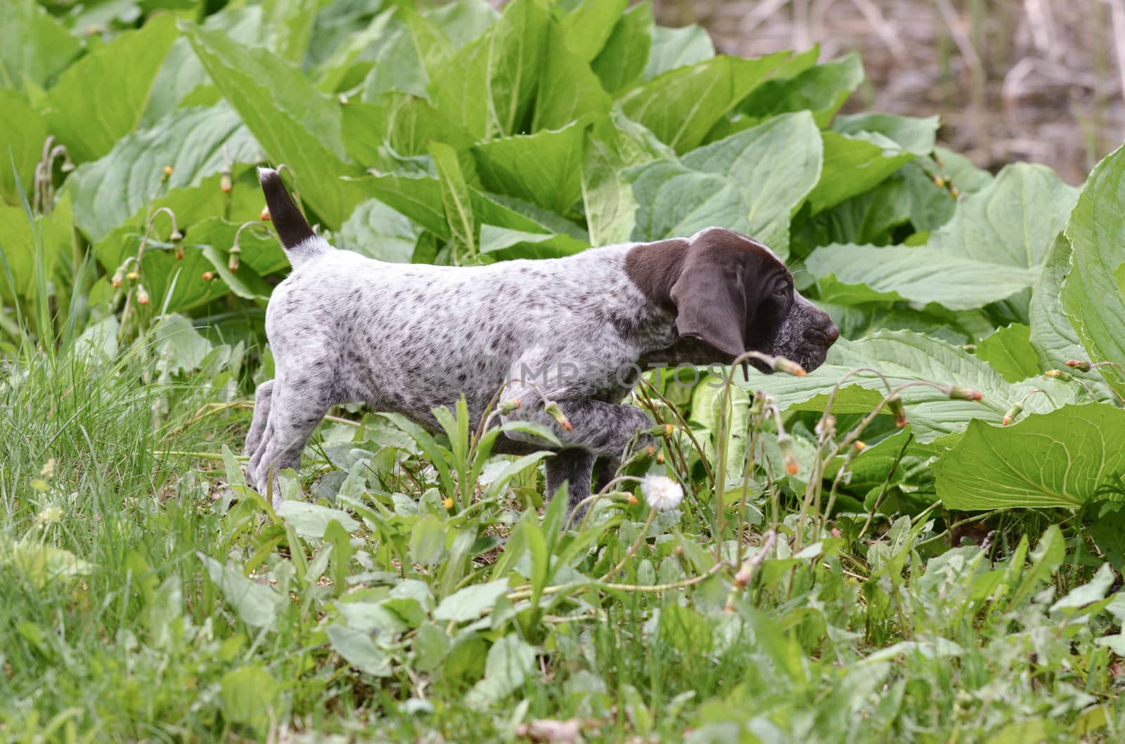german shorthaired pointer puppy pointing