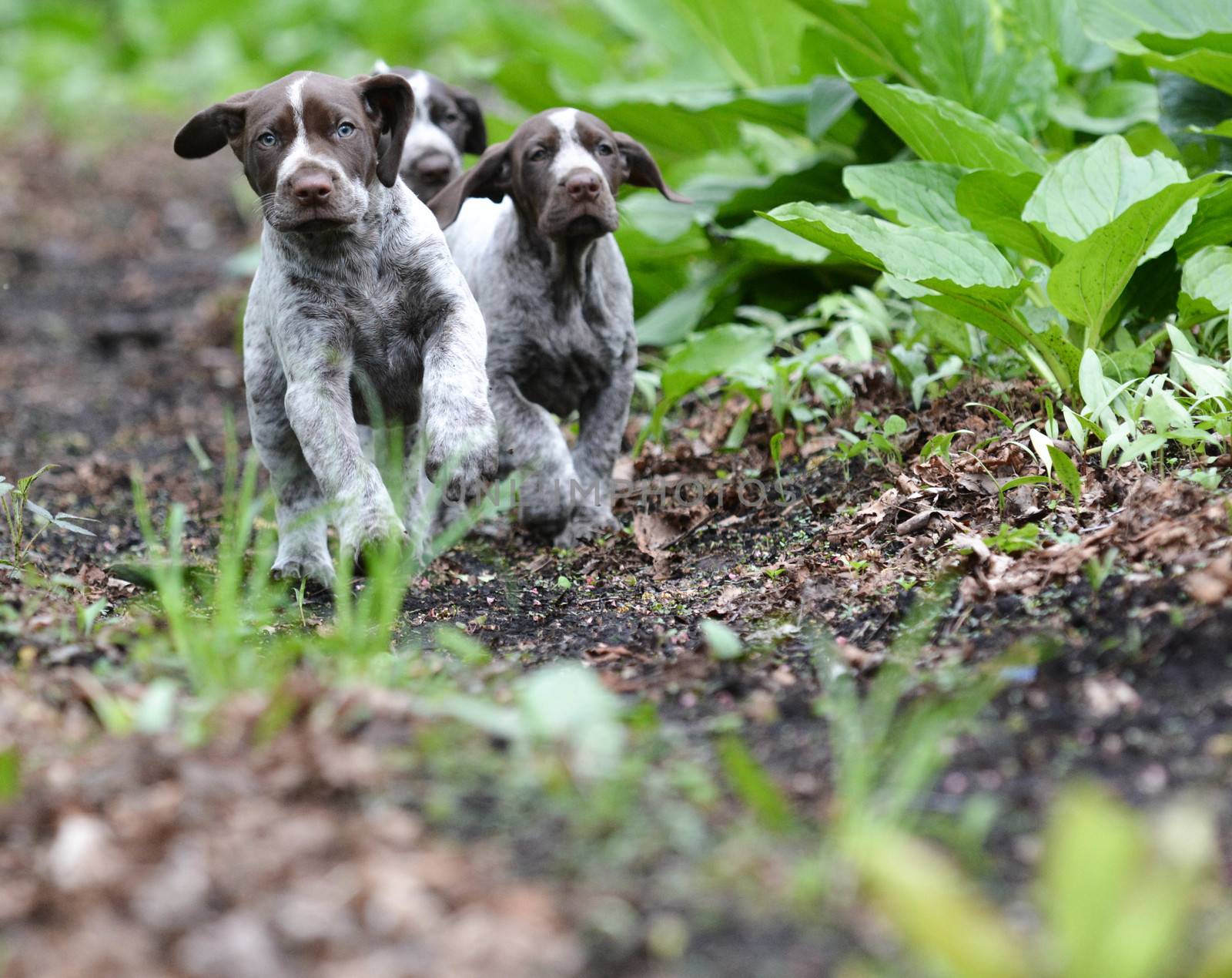 german shorthaired pointer litter running in the forest - 8 weeks old