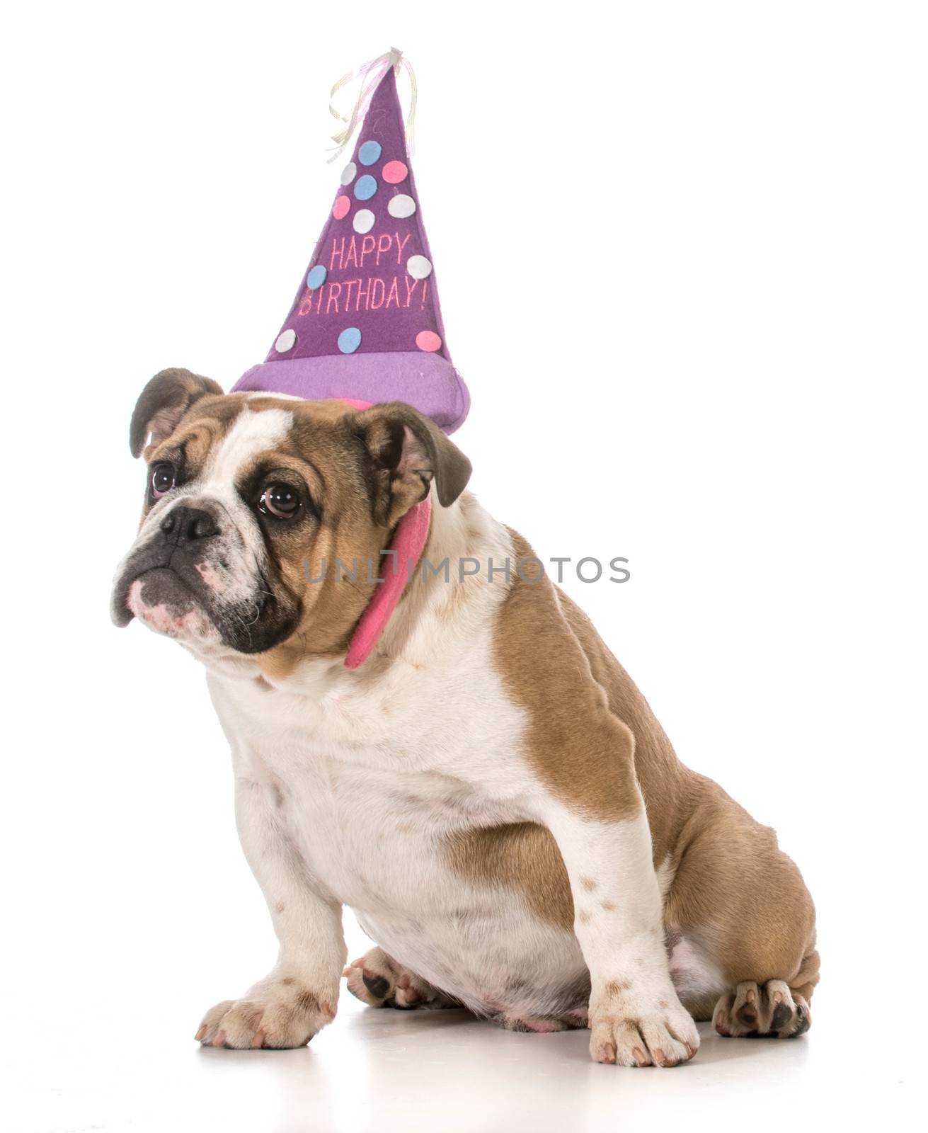 birthday dog - english bulldog wearing birthday headband on white background