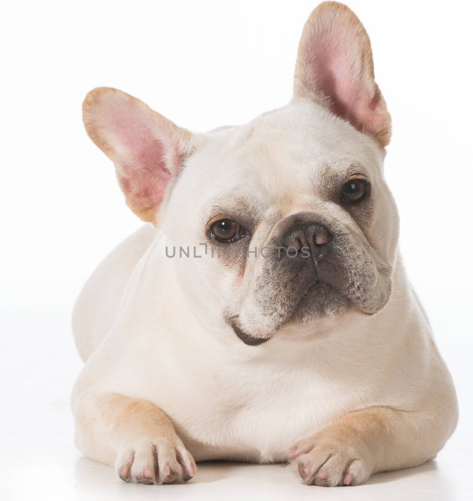 french bulldog puppy laying down on white background