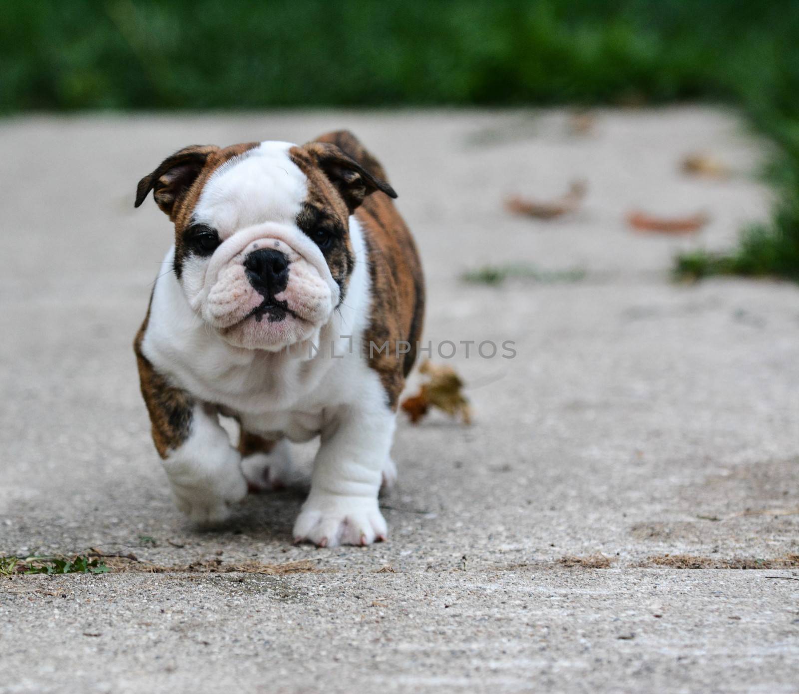 english bulldog puppy by willeecole123