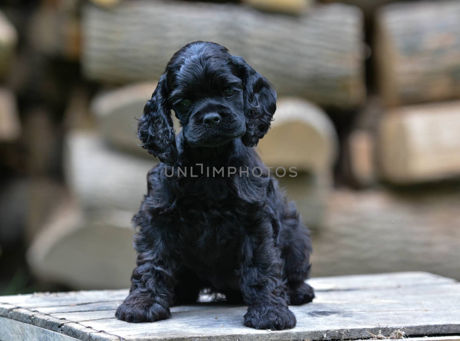 american cocker spaniel puppy standing on a wood pile
