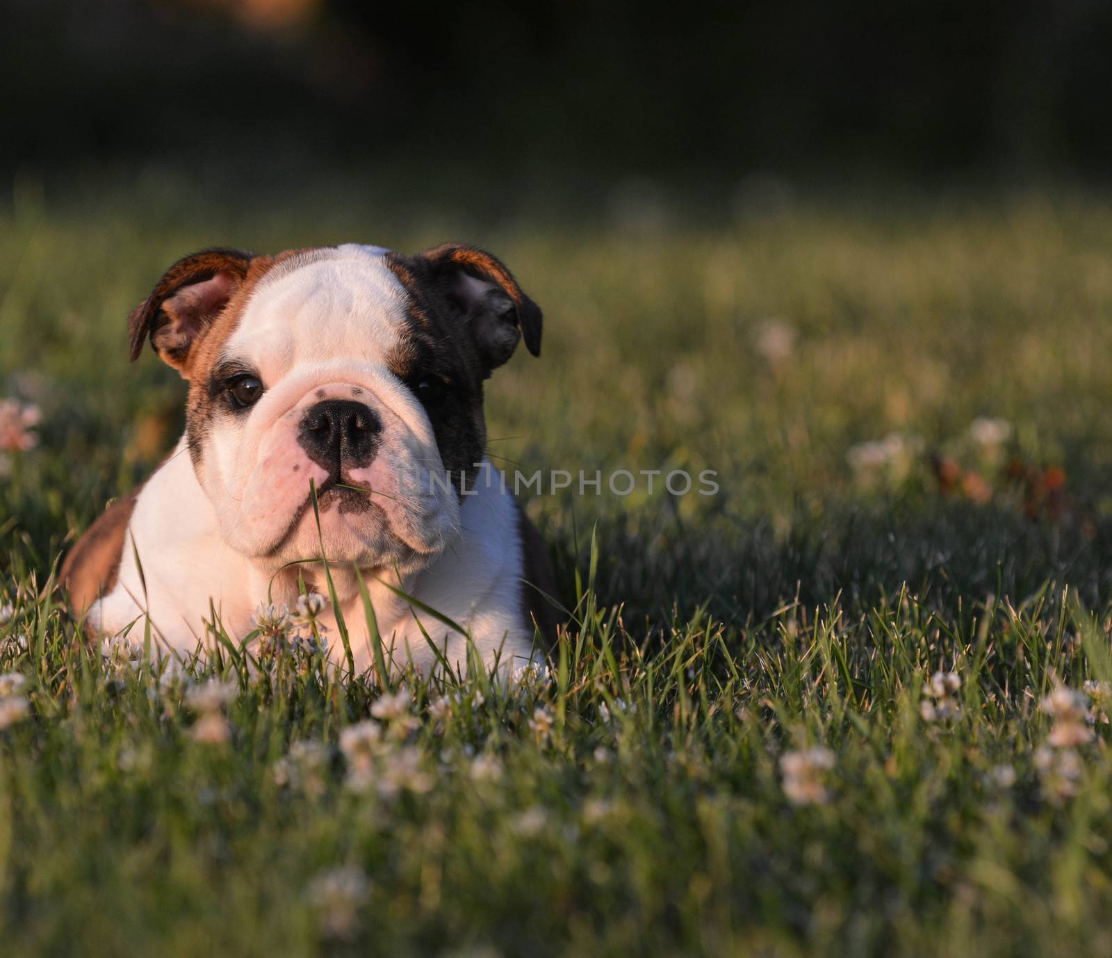 puppy eating grass by willeecole123