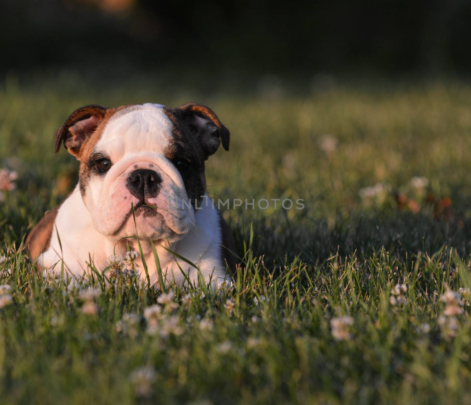 puppy with piece of grass in mouth - english bulldog