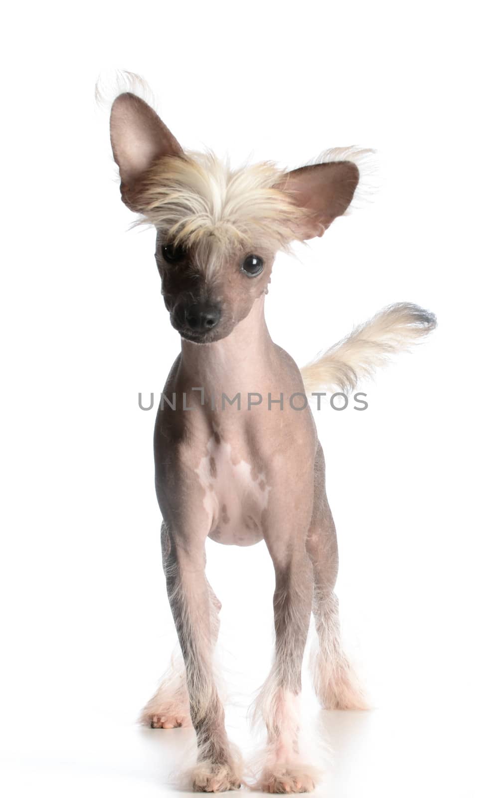 chinese crested puppy looking at viewer on white background