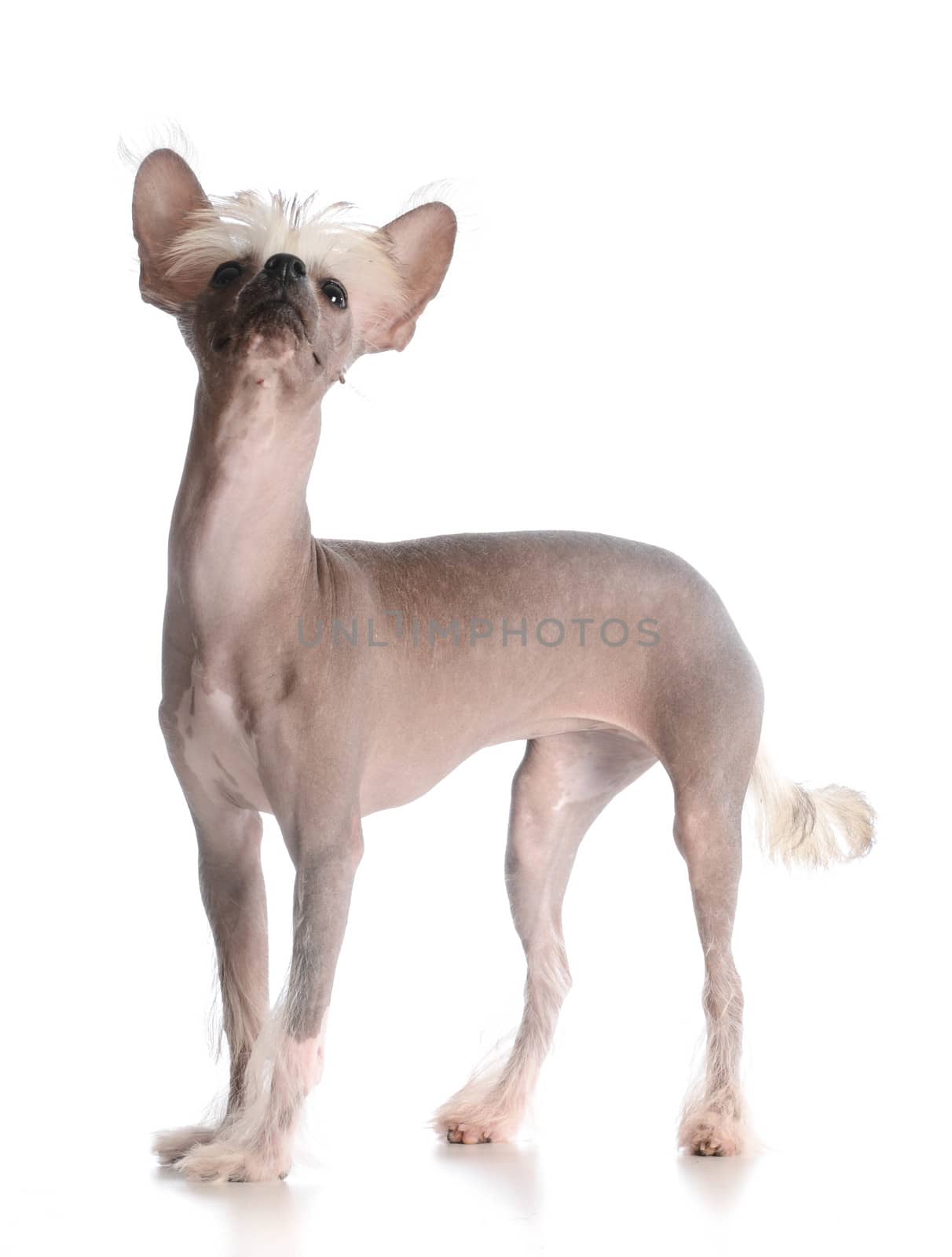 chinese crested puppy looking up on white background