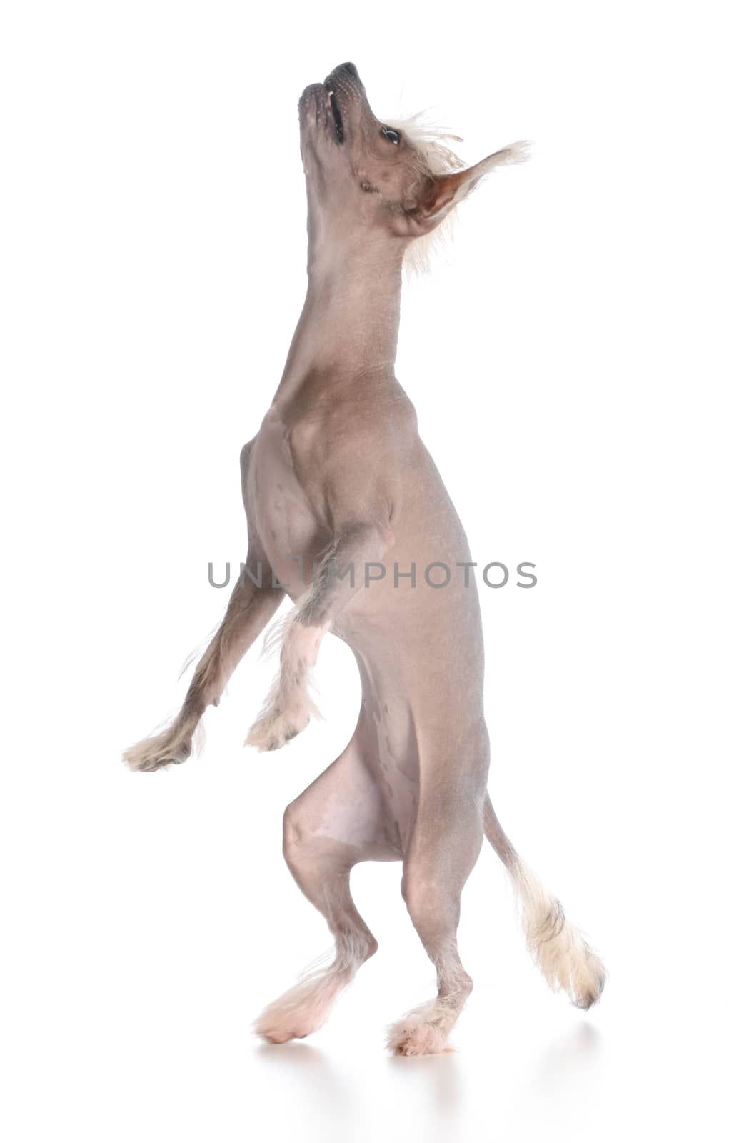 dog dancing - chinese crested puppy dancing on white background