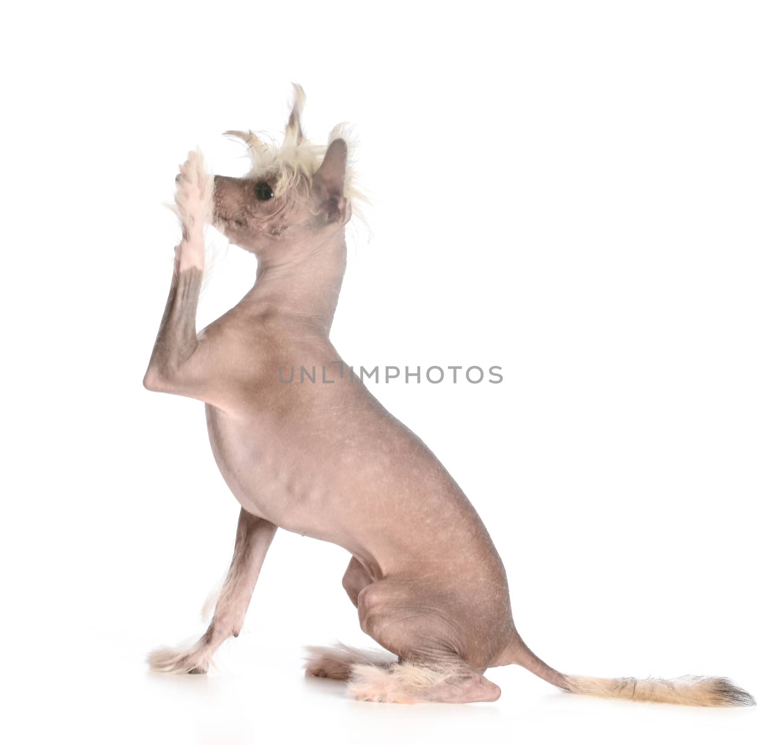 shake a paw - chinese crested sitting shaking a paw on white background
