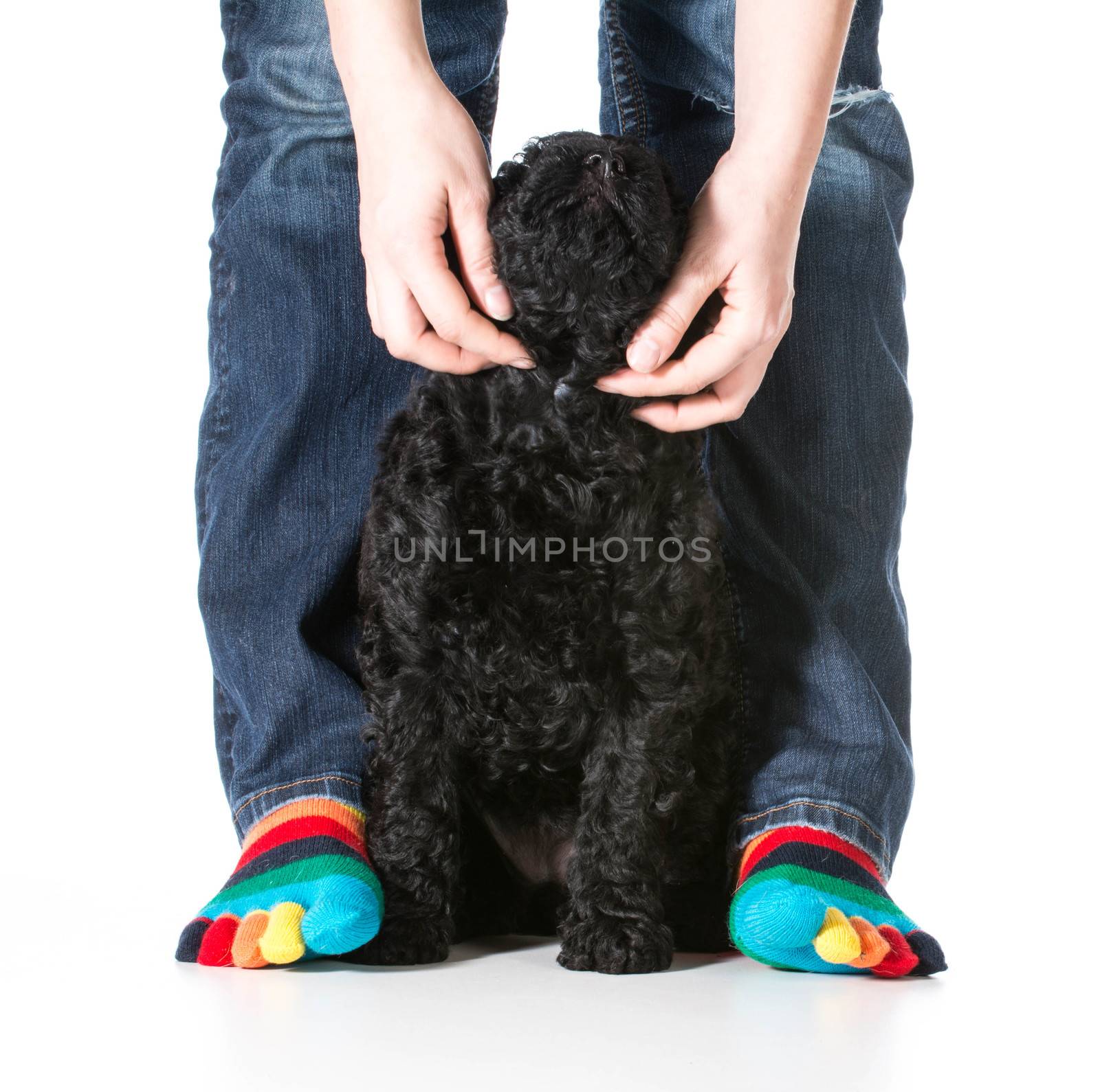 woman petting her dog that is sitting at her feet - barbet puppy