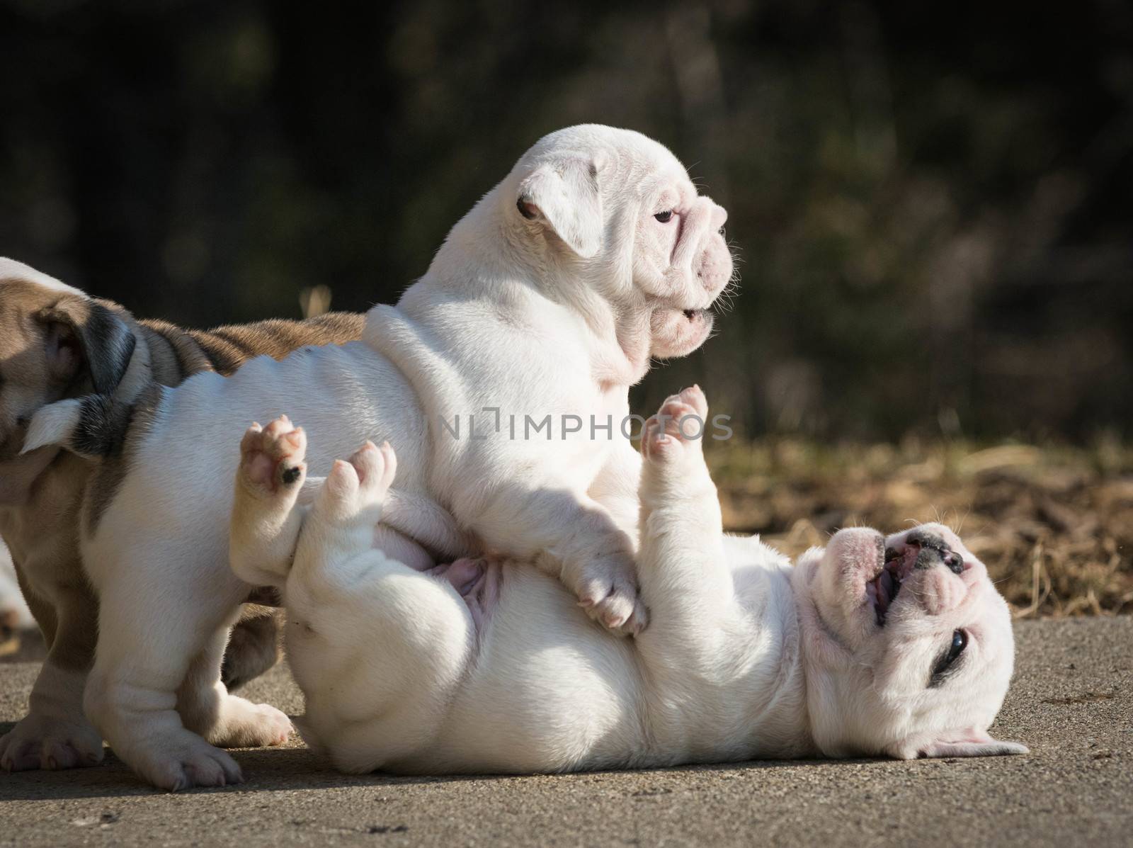 english bulldog puppies play fighting outside in the yard