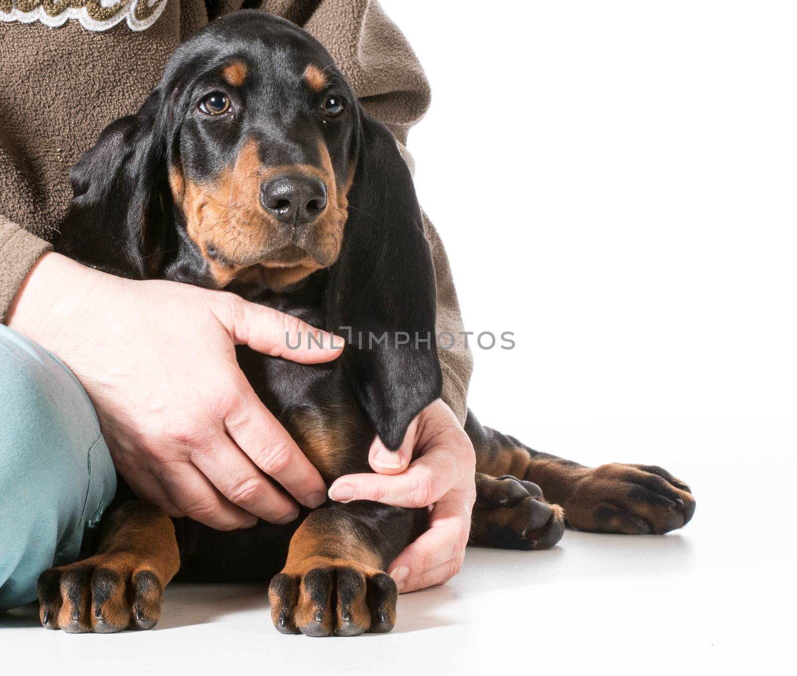 hands holding on to black and tan coonhound on white background