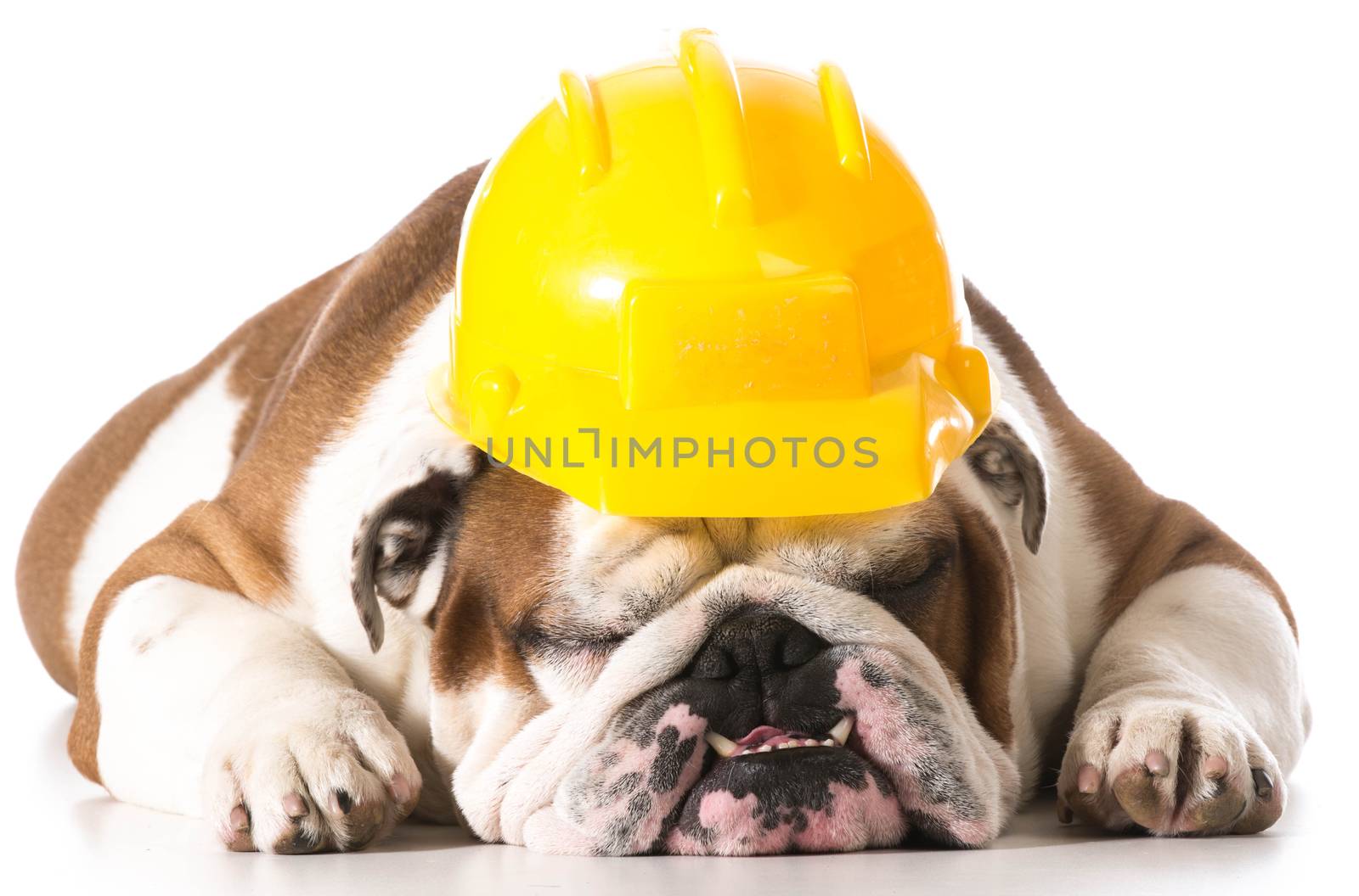 dog wearing construction hat isolated on white background